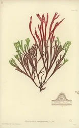 Alghe Marine Britanniche (stampa naturale)